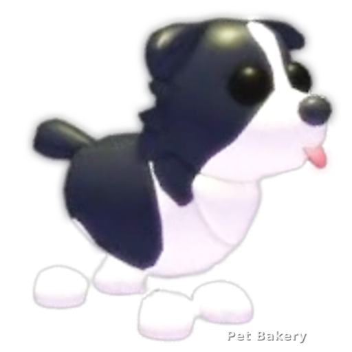 Border Collie Adopt Me pet