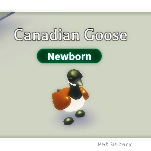Canadian Goose Adopt Me pet